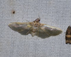 Apilocrocis brumalis