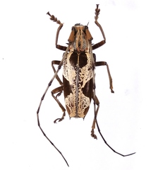 Paraepepeotes togatus