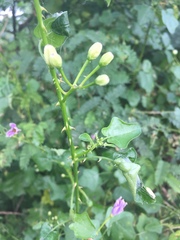 Solanum trilobatum