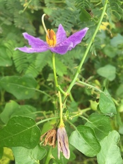 Solanum trilobatum