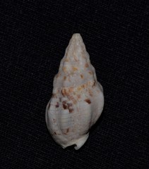 Cominella eburnea