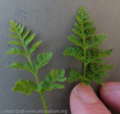 Cryptogramma sitchensis