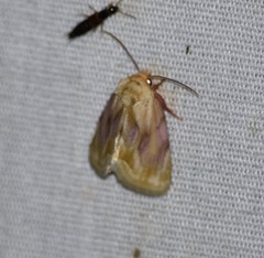 Chamaeclea basiochrea