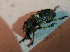 Toxonotus cornutus