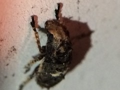 Toxonotus cornutus