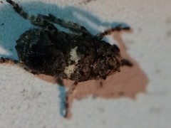 Toxonotus cornutus