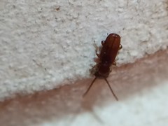 Laemophloeidae