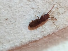 Laemophloeidae