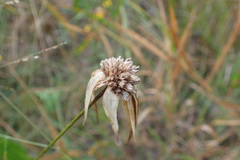 Rhynchospora latifolia