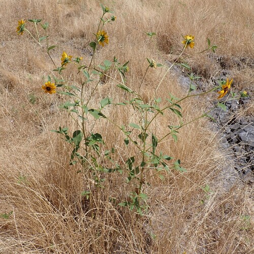 Helianthus bolanderi, photograph 2
