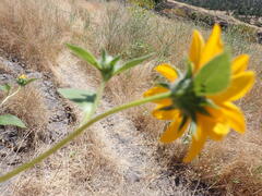 Helianthus bolanderi, photograph (c) Larry Jensen, some rights reserved (CC BY)
