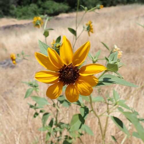 Bolander's Sunflower (Helianthus bolanderi)