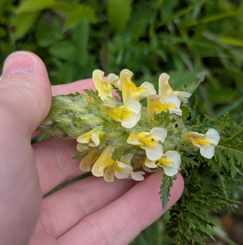 Pedicularis condensata, photograph 6