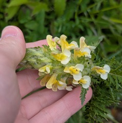 Pedicularis condensata, photograph (c) Michael, Antoni and Nihat Hinczewski, some rights reserved (CC BY)