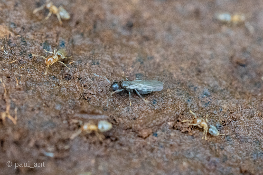 Chronoxenus wroughtonii