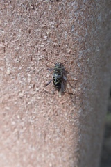 Neoclytus scutellaris
