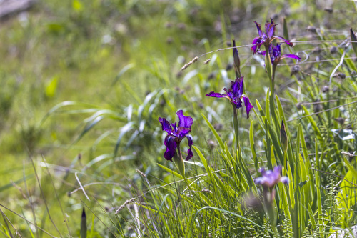Iris stolonifera, photograph 3