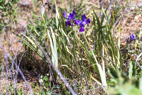 Iris stolonifera, photograph 2
