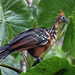 Hoatzin - Photo (c) David Cook Wildlife Photography, algunos derechos reservados (CC BY-NC)