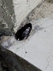 Pycnoscelus surinamensis