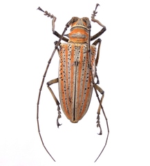 Rosenbergia drumonti