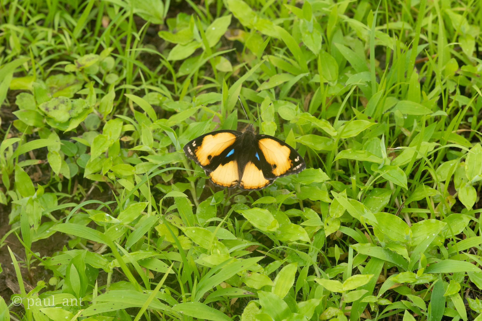 Yellow Pansy