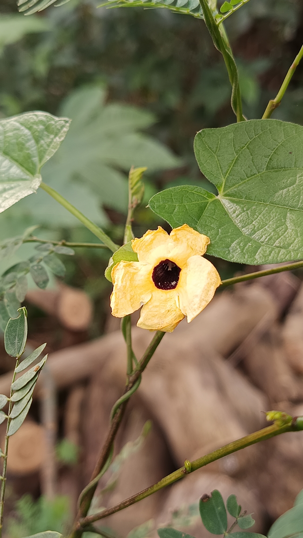Thunbergia alata