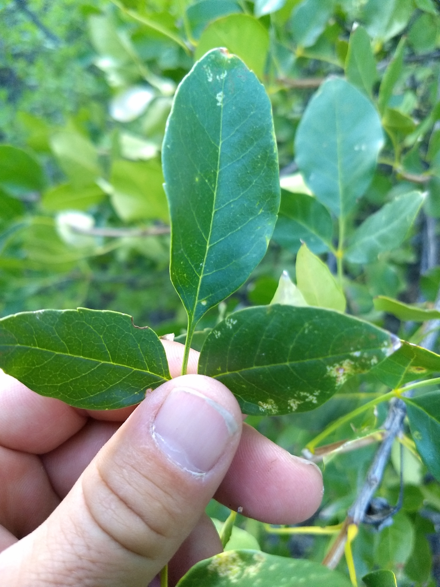Fraxinus anomala var. lowellii