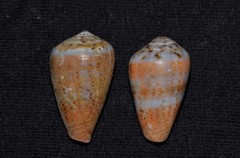 Conus aplustre