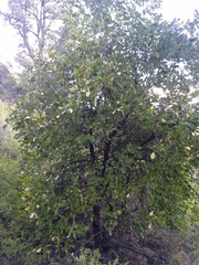Fraxinus anomala lowellii