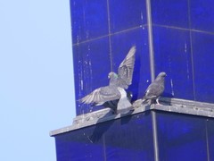 Columba livia domestica