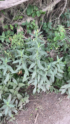California Aster foliage