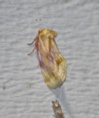Chamaeclea basiochrea