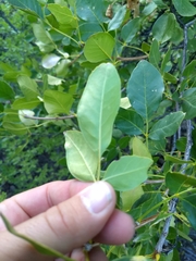 Fraxinus anomala lowellii