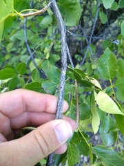 Fraxinus anomala lowellii