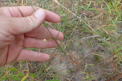 Agalinis oligophylla