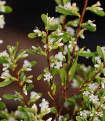 Styphelia mutica