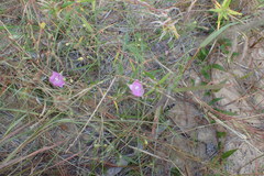 Agalinis oligophylla