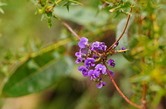Hardenbergia violacea