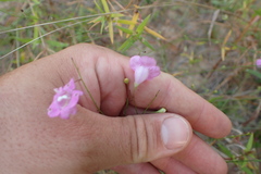Agalinis oligophylla