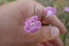 Agalinis oligophylla