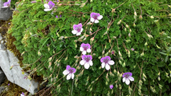 Erodium glandulosum