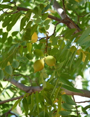 Juglans hindsii