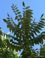 Juglans hindsii