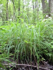 Carex squarrosa