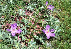 Geranium subargenteum
