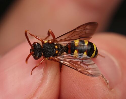 Kirby's Nomad Bee