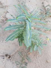 Phyllanthus rotundifolius