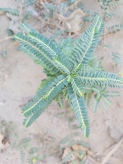 Phyllanthus rotundifolius