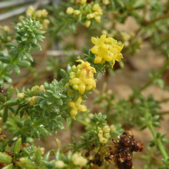 Galium arenarium